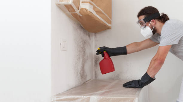 Professional Basement Mold Remediation technician working in Mount Pleasant Mills, PA
